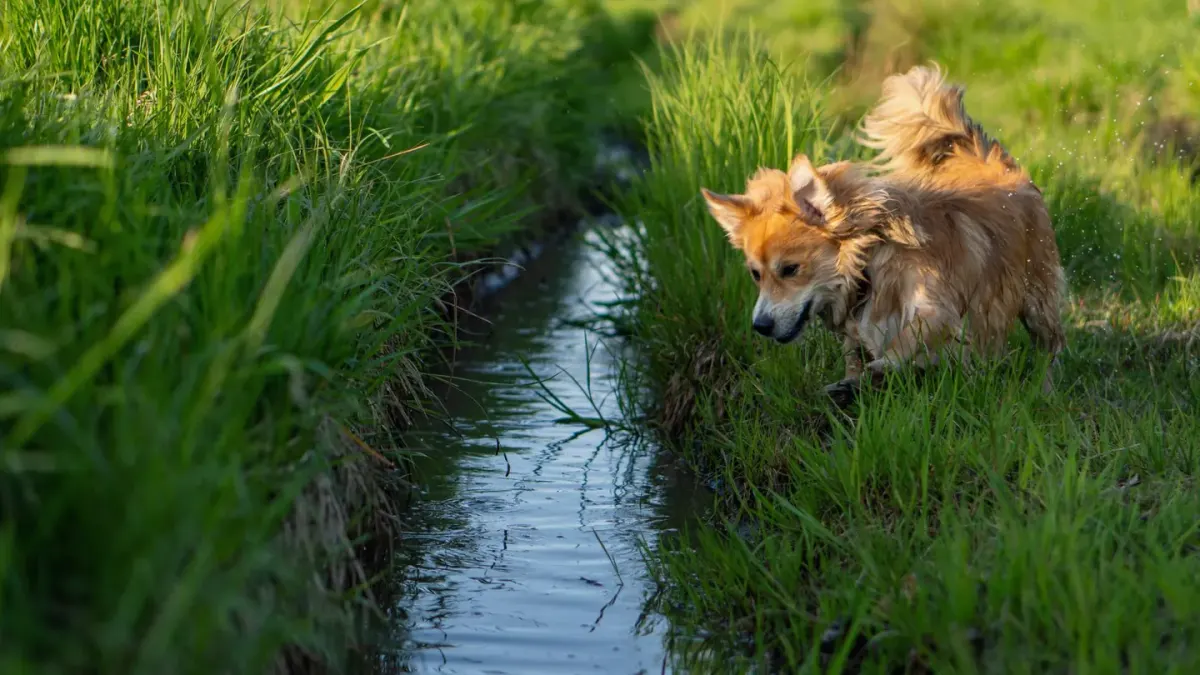 Dog drinking water