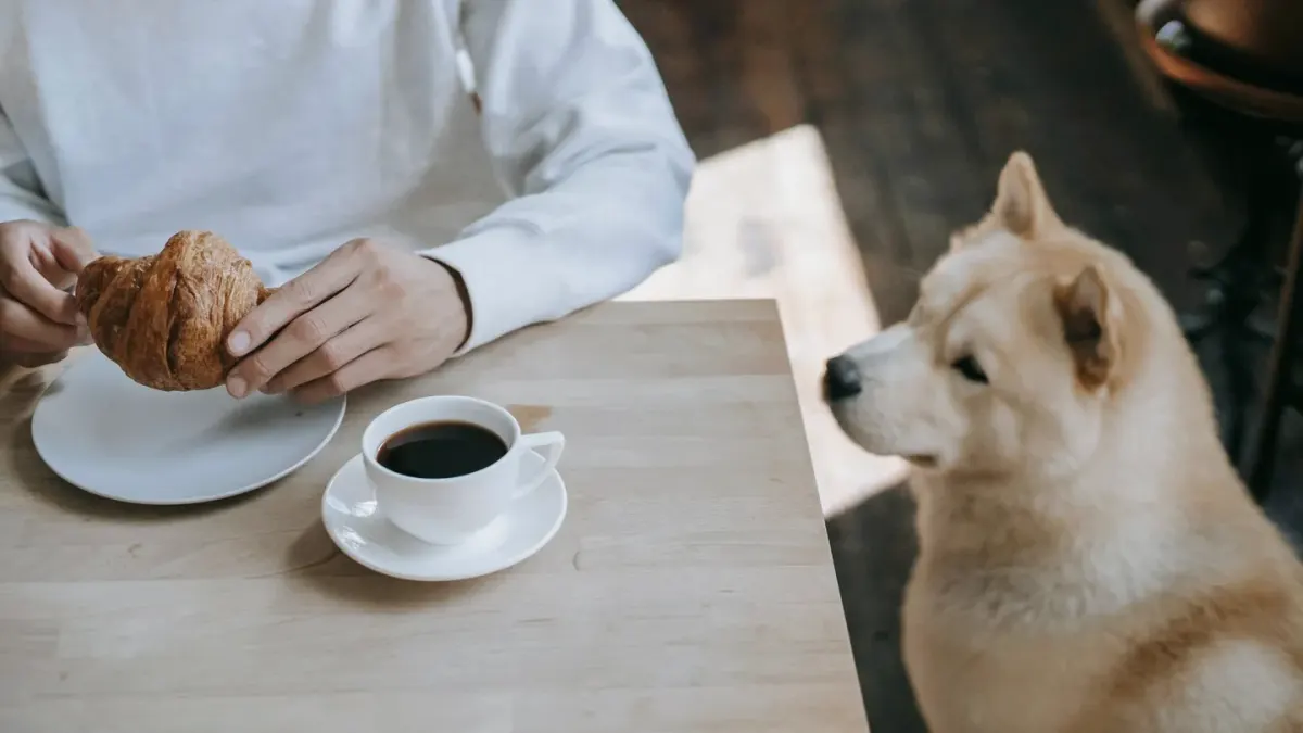 Dog eating from a bowl at home
