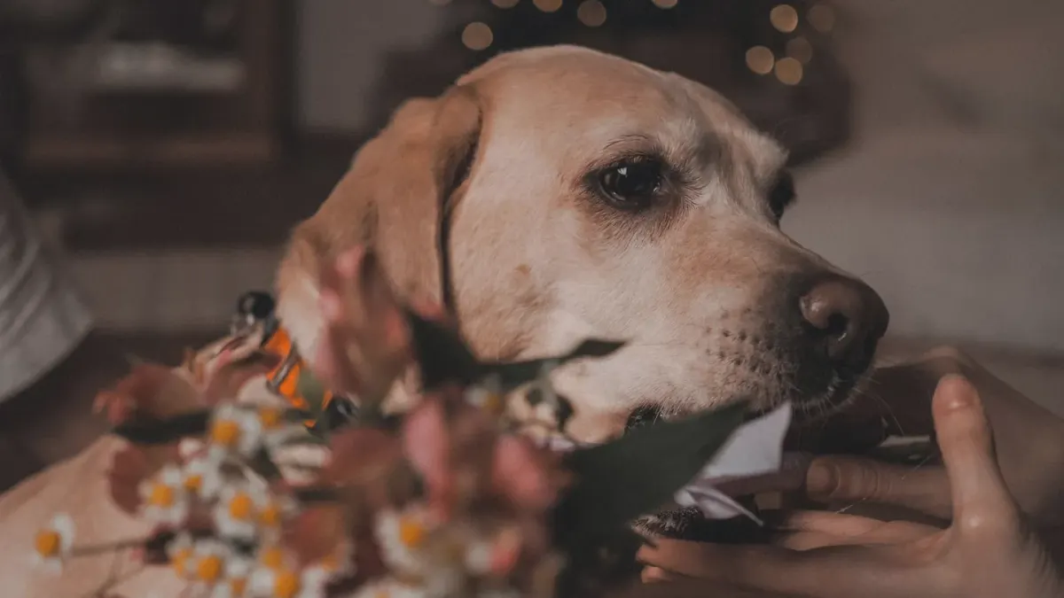 Dog eating from a bowl at home