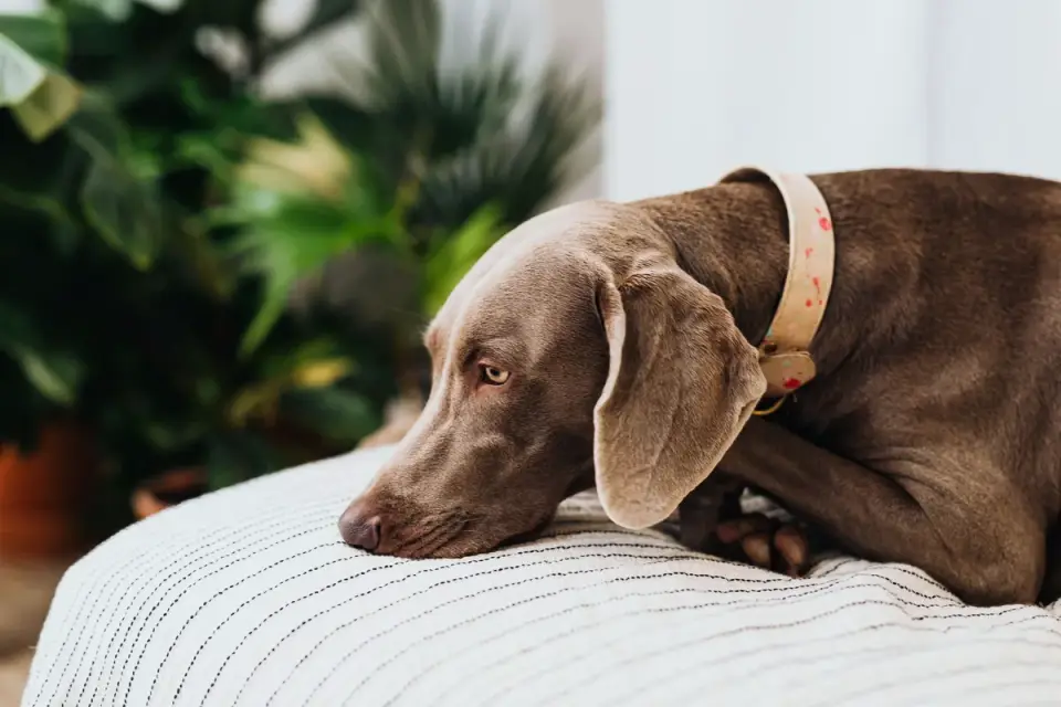 Dog eating from a bowl at home