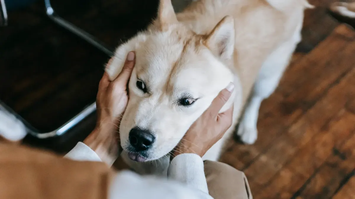 Dog eating from a bowl at home