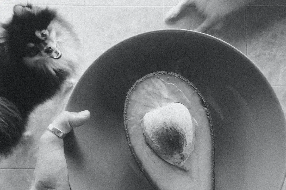 Dog eating from a bowl at home
