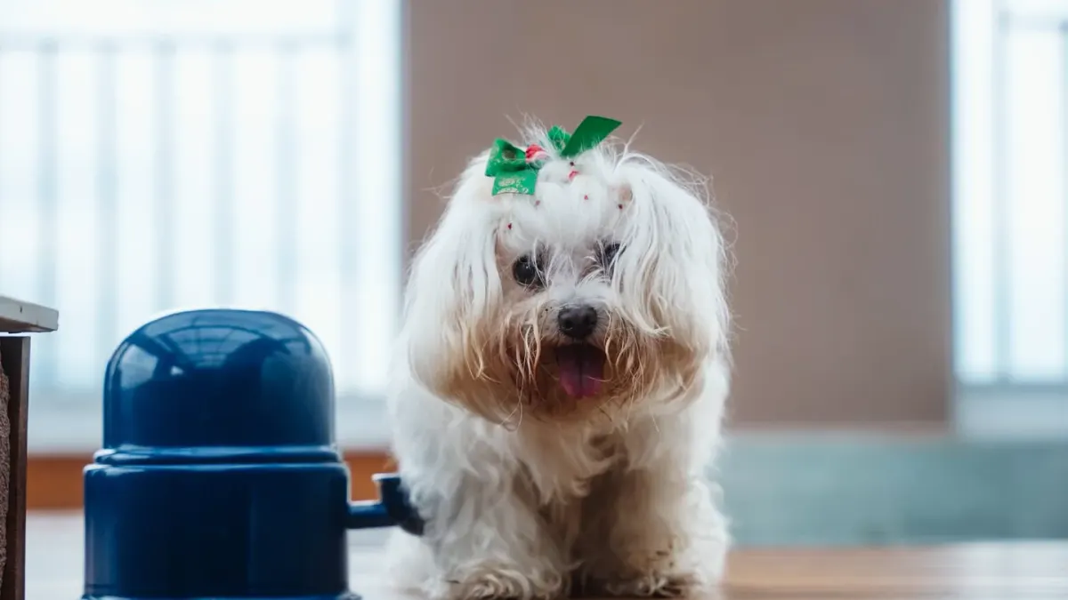 Dog eating from a bowl at home