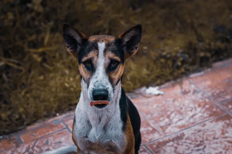 Dog eating from a bowl at home