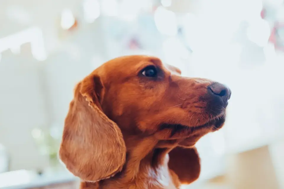 Dog eating from a bowl at home