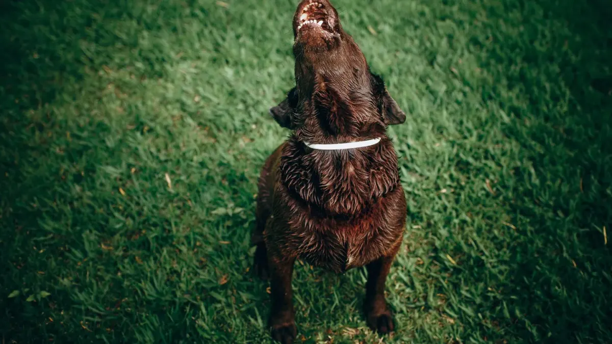 Dog eating outdoors