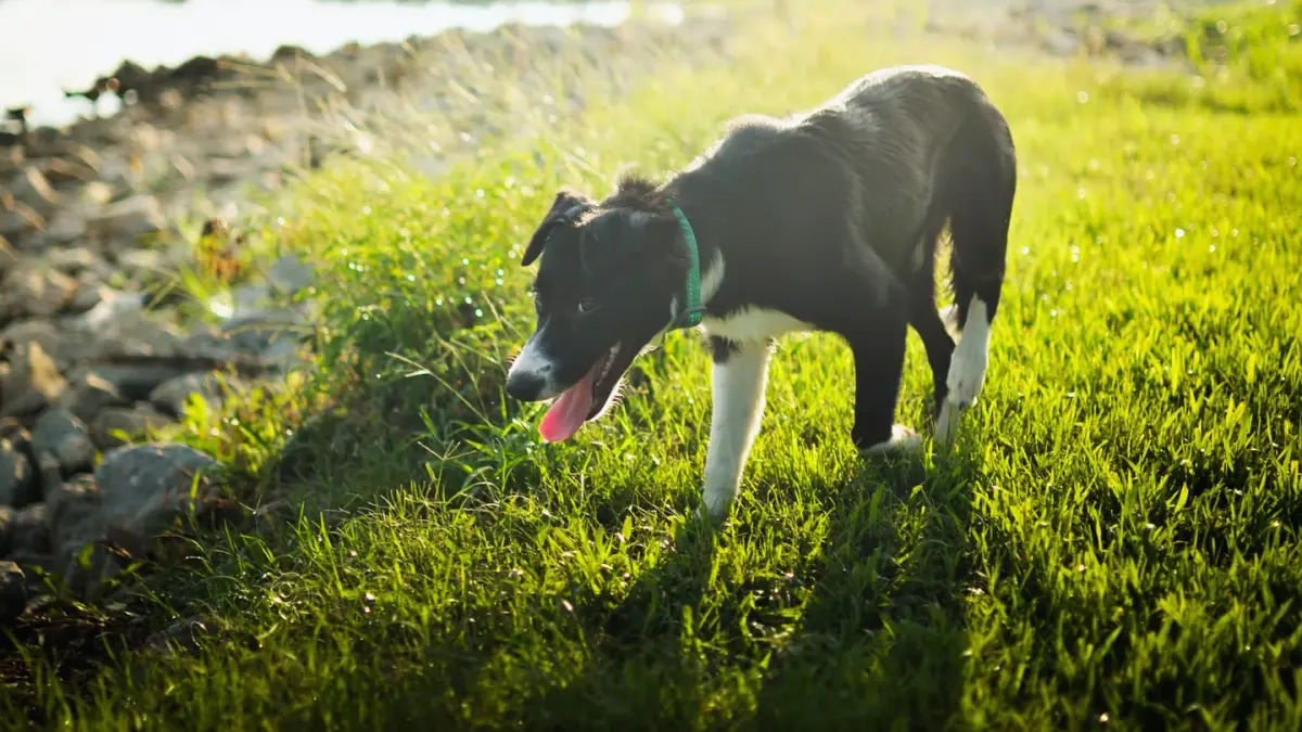 Dog eating outdoors