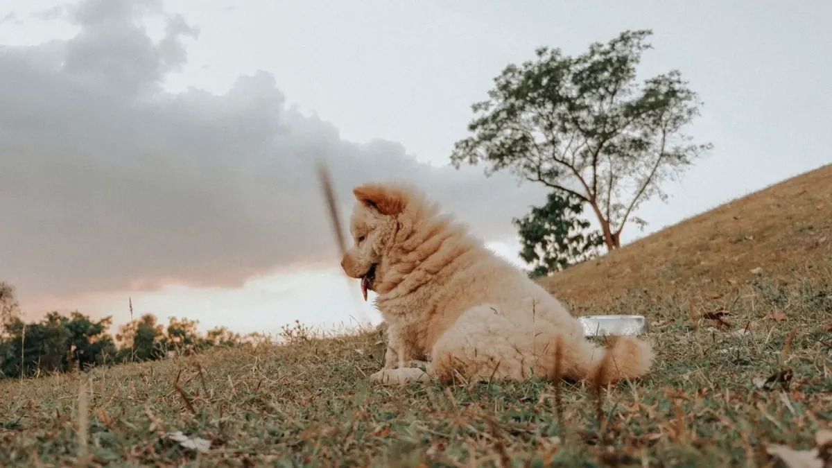 Dog eating outdoors