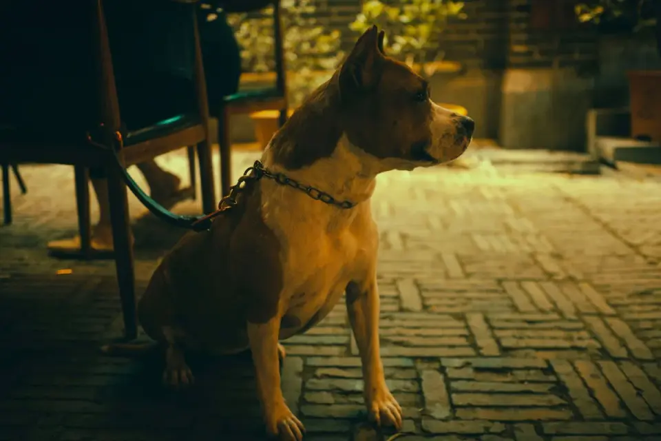 Dog eating outdoors