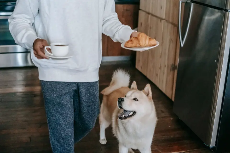 Dog in a kitchen with an owner