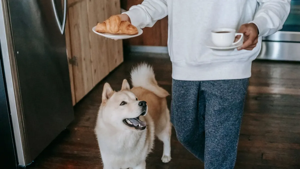 Dog in a kitchen with an owner