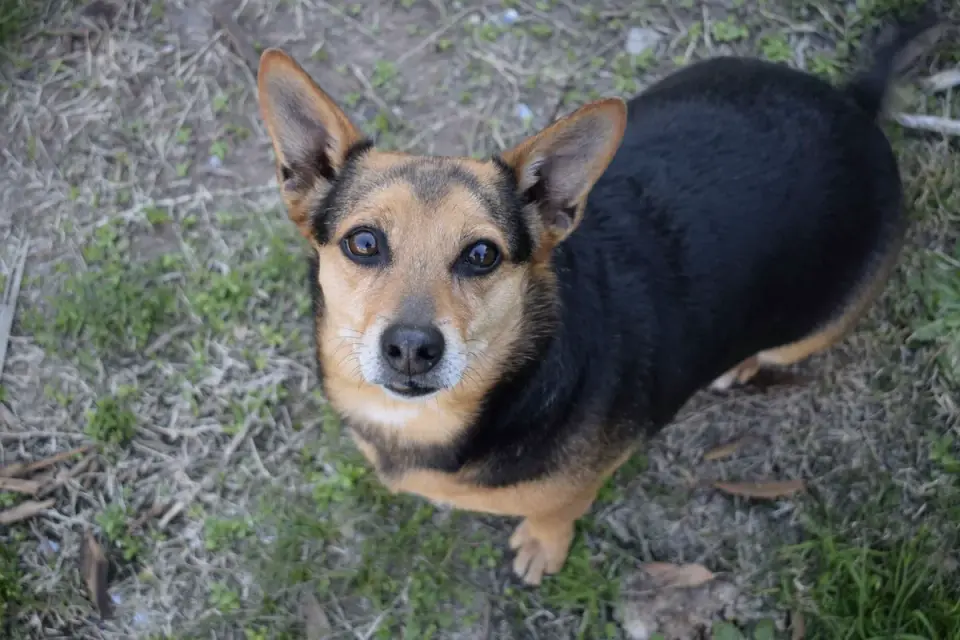 Dog looking ahead outdoors