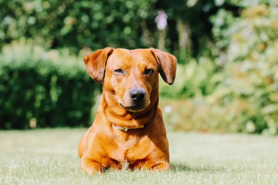 Dog looking ahead outdoors