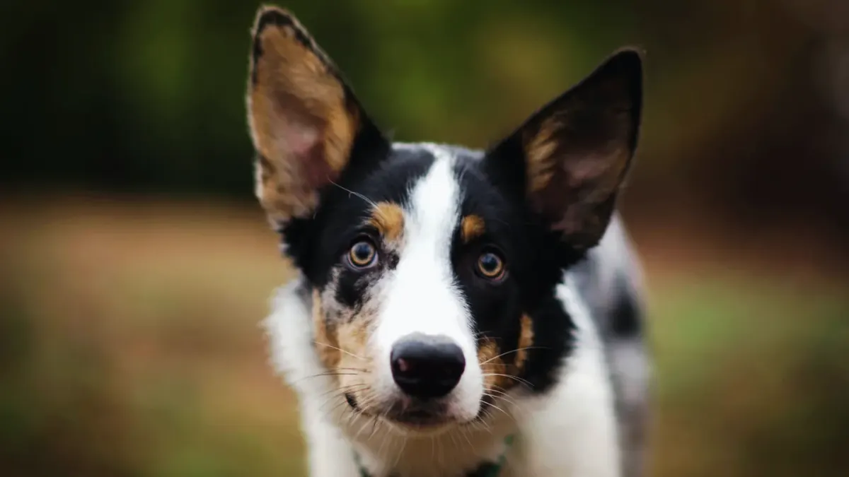 Dog looking ahead outdoors