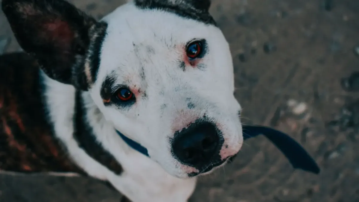 Dog looking ahead outdoors