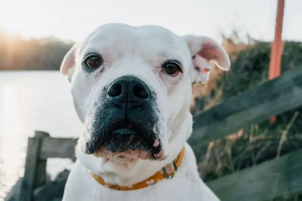 Dog looking ahead outdoors
