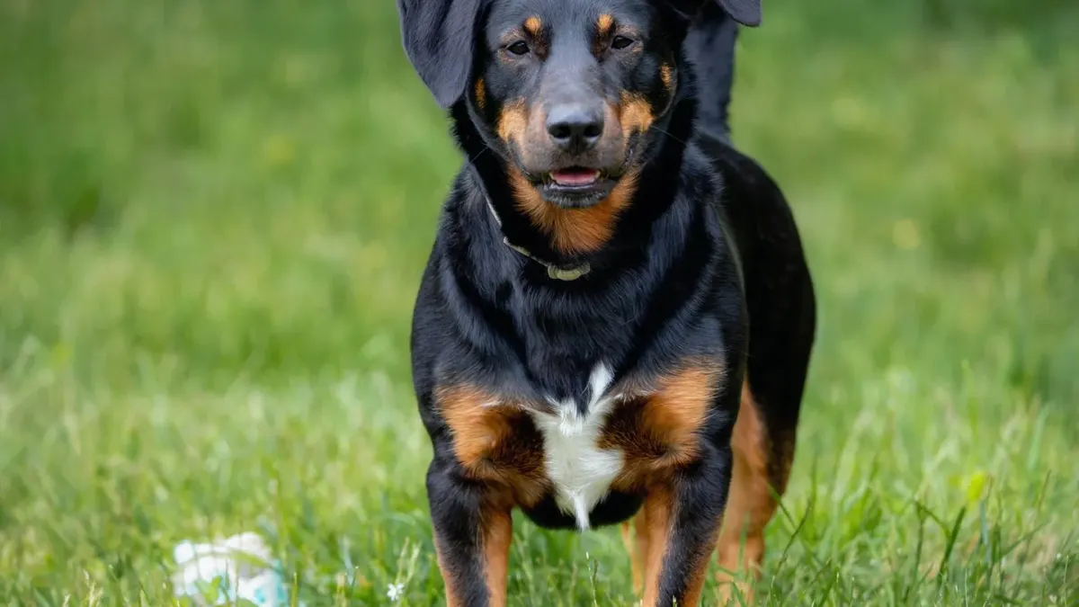 Dog looking ahead outdoors