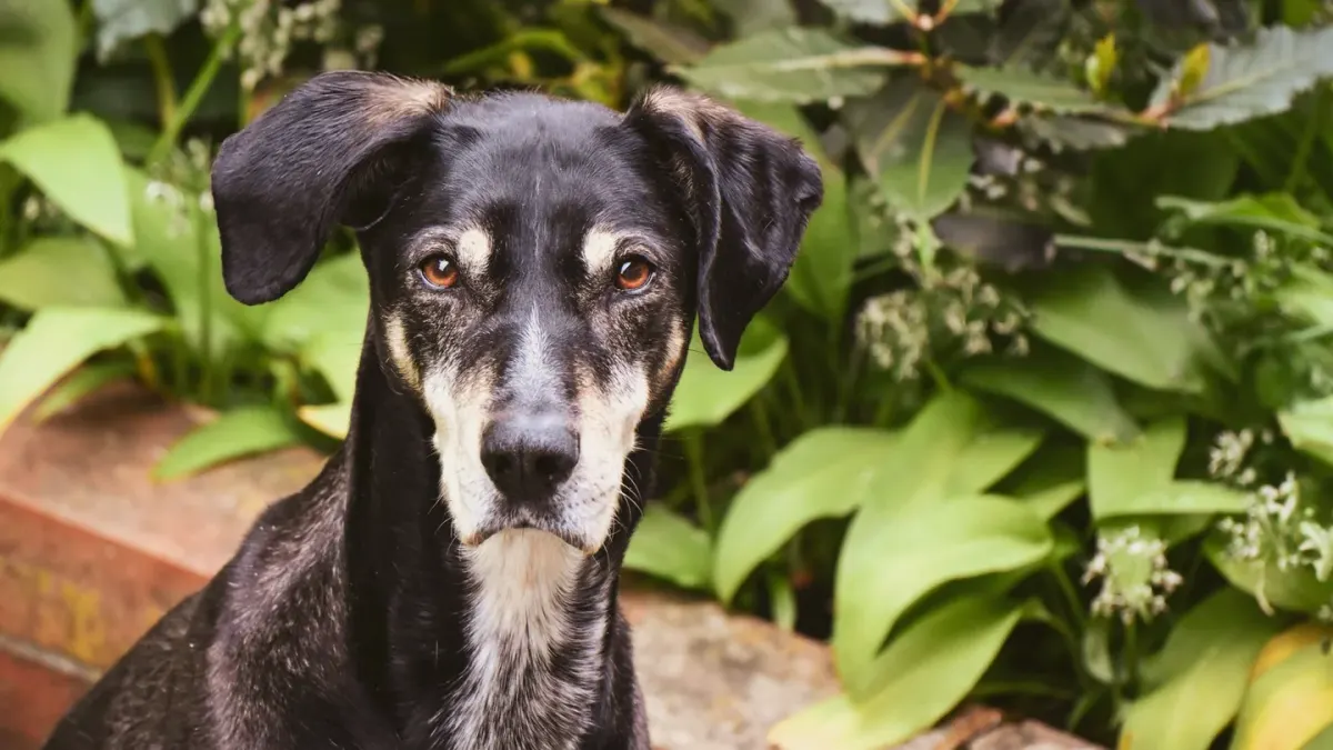 Dog looking ahead outdoors