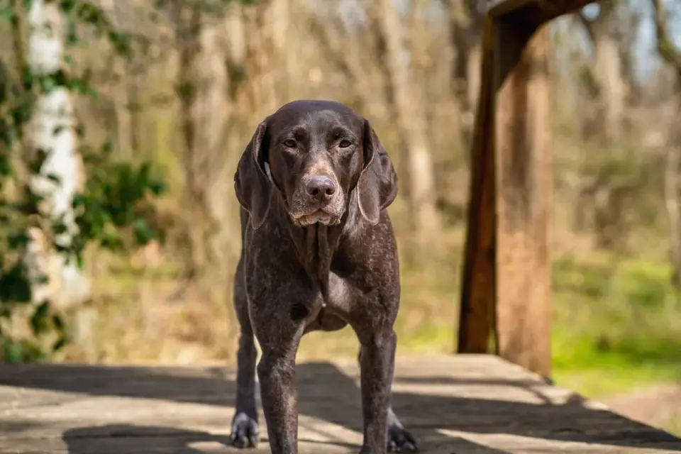 Dog looking ahead outdoors