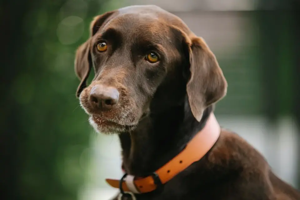 Dog looking ahead outdoors