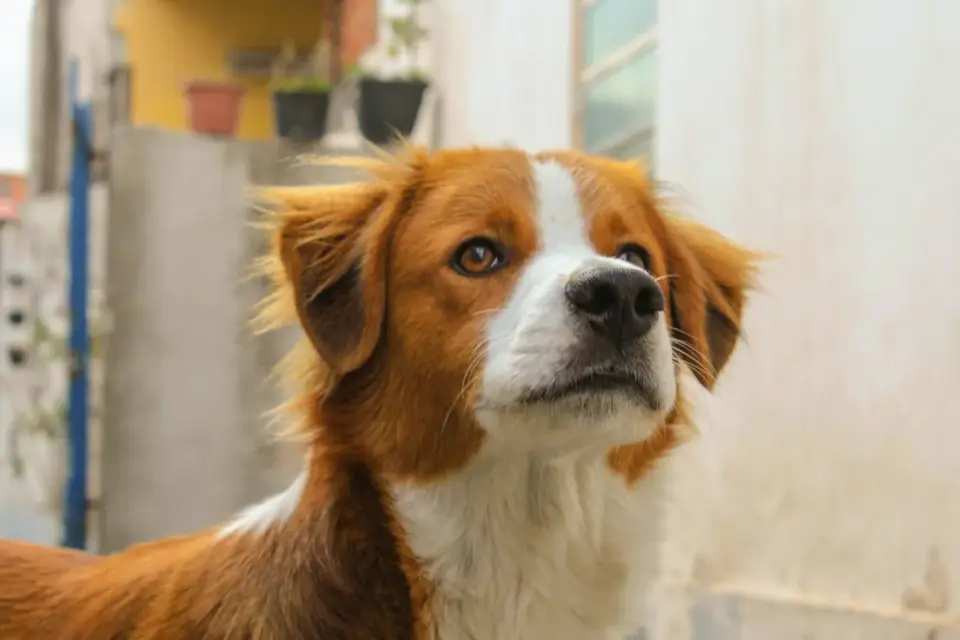 Dog looking ahead outdoors