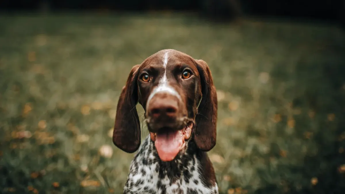 Dog looking ahead outdoors