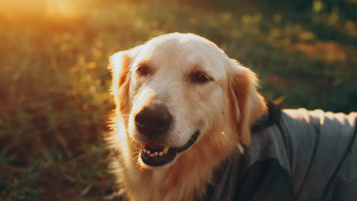Dog looking ahead outdoors