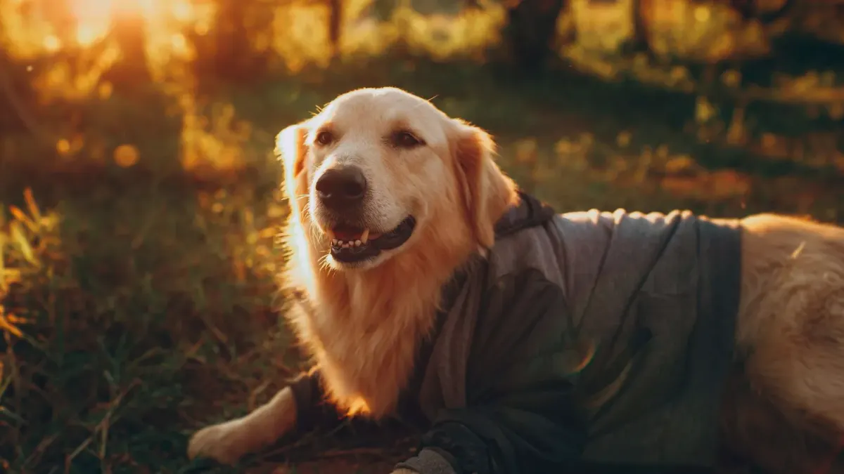 Dog looking ahead outdoors