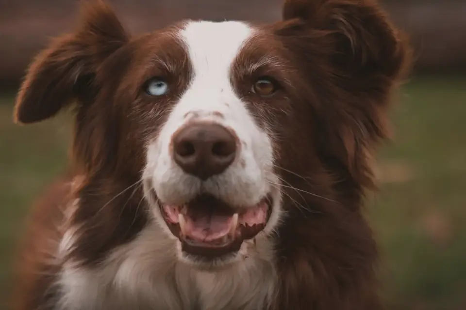 Dog looking ahead outdoors