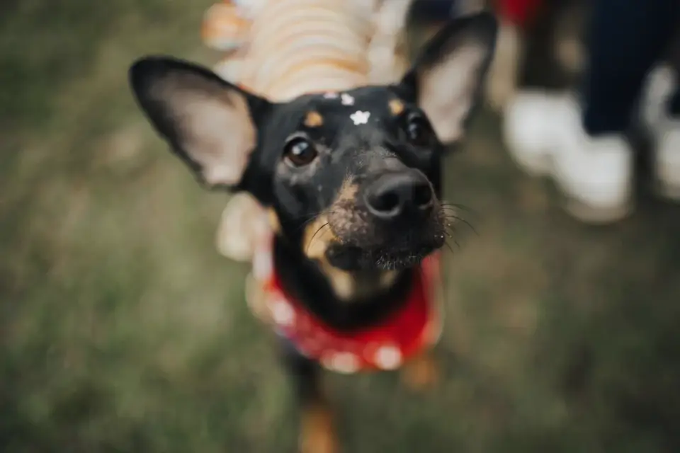 Dog looking ahead outdoors