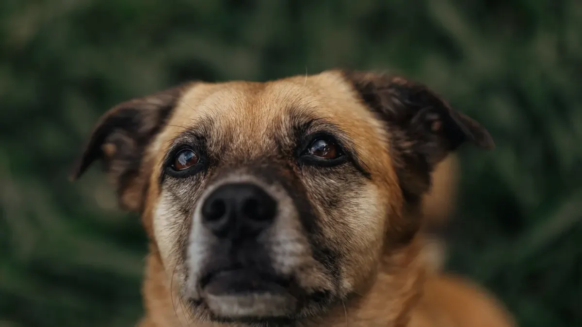 Dog looking at an owner