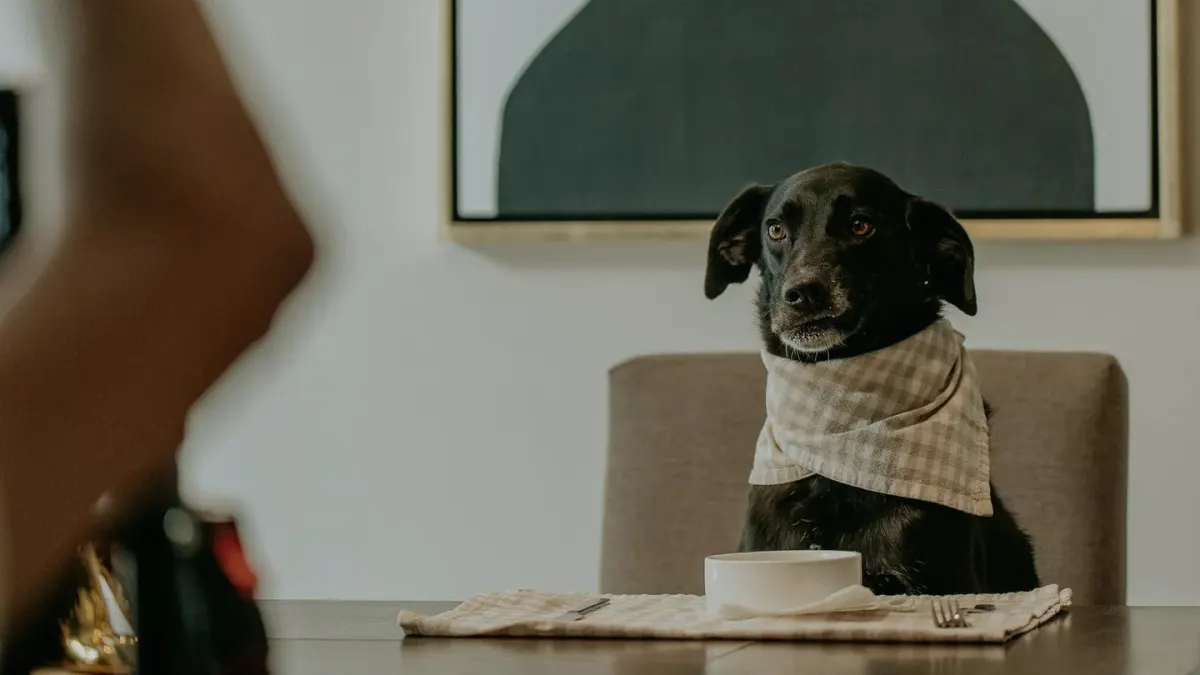 Dog owner preparing a meal