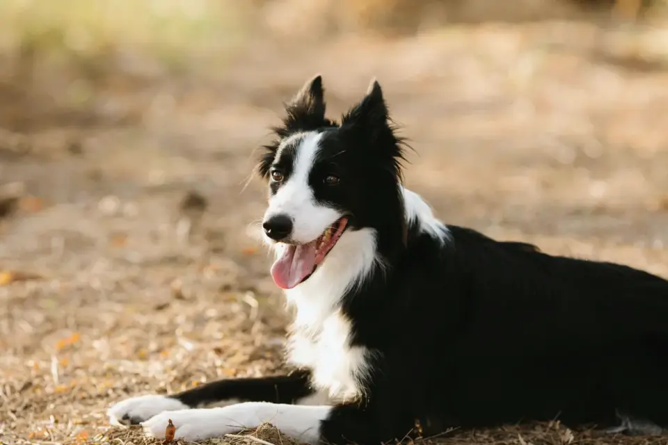 Dog panting outdoors