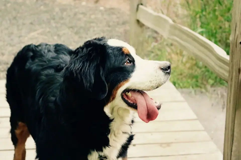 Dog panting outdoors