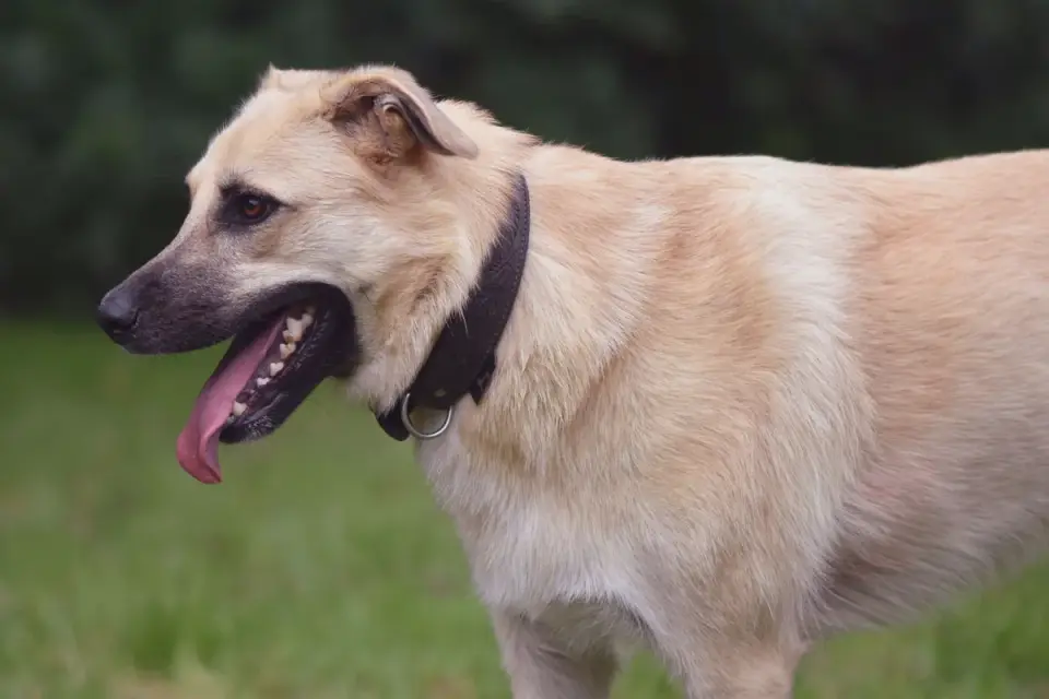 Dog panting outdoors