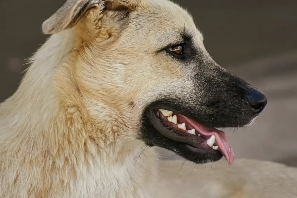 Dog panting outdoors
