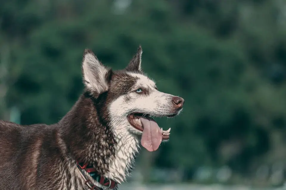 Dog panting outdoors