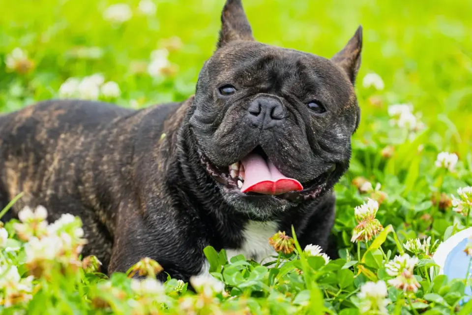 Dog panting outdoors