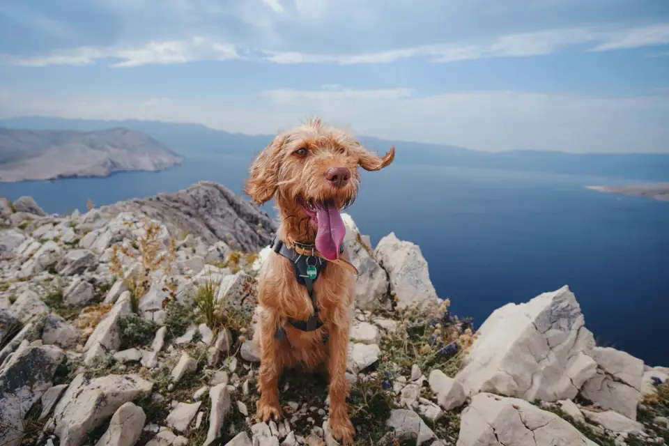 Dog panting outdoors