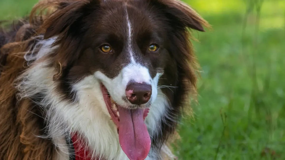 Dog panting outdoors