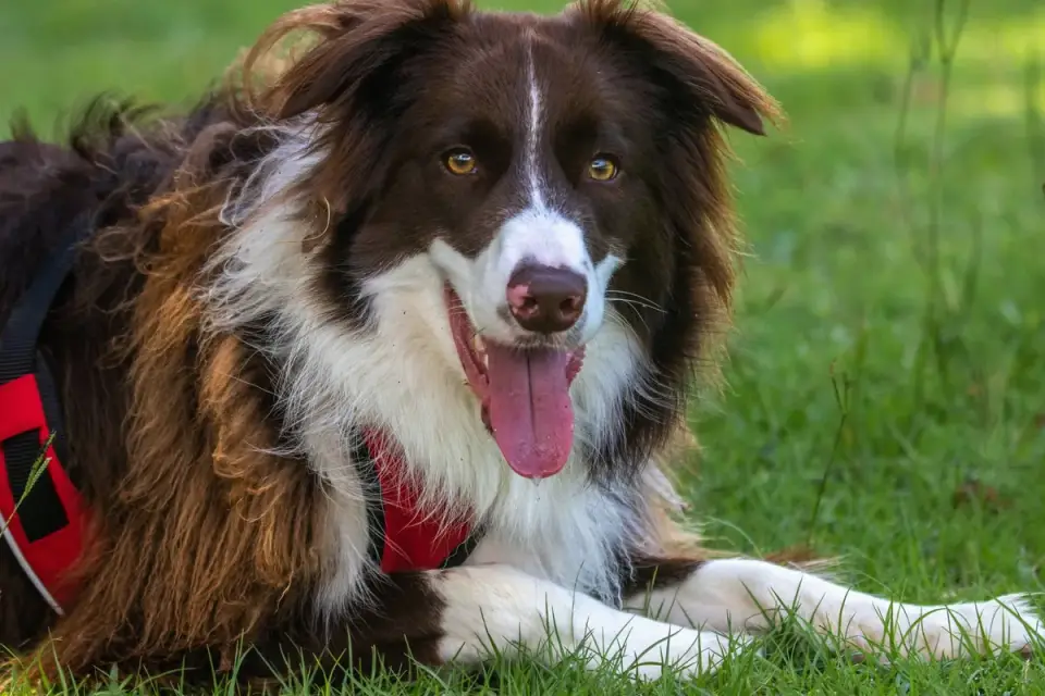 Dog panting outdoors