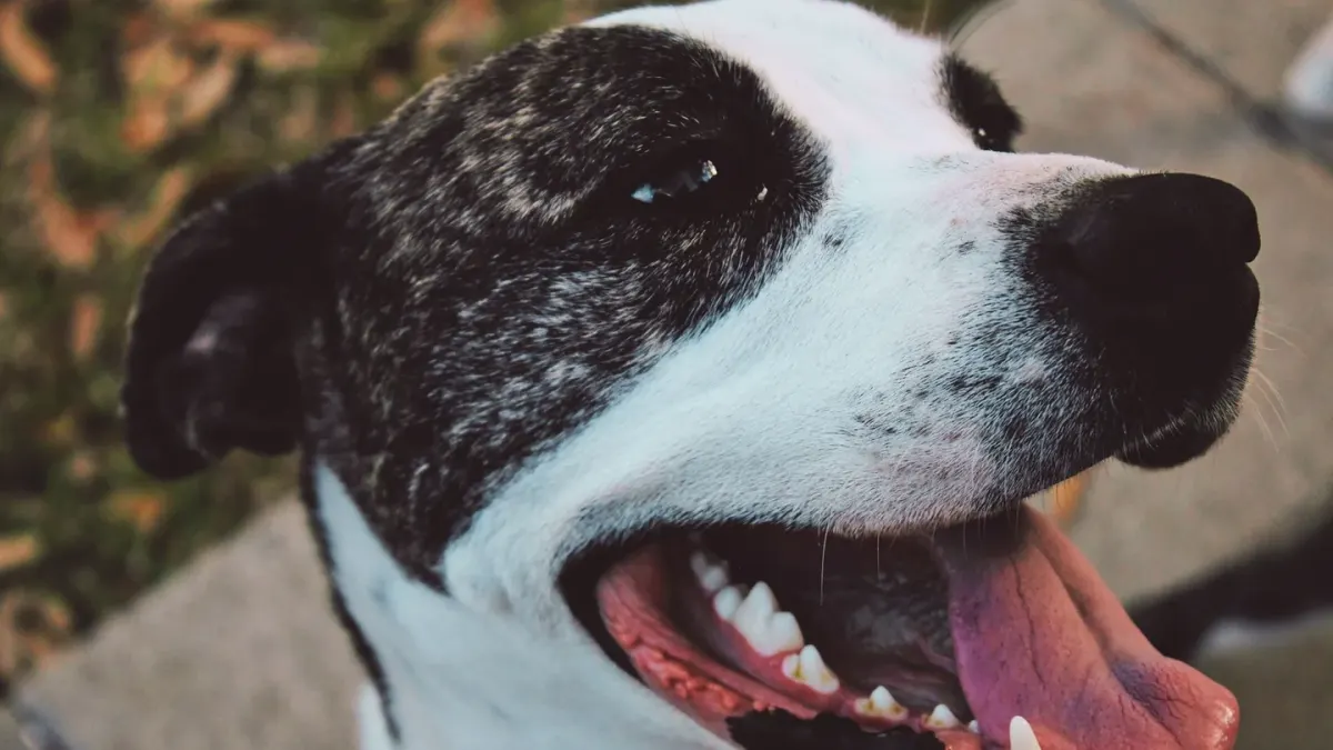 Dog panting outdoors