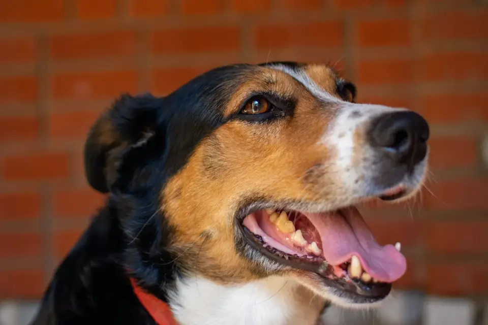 Dog panting outdoors