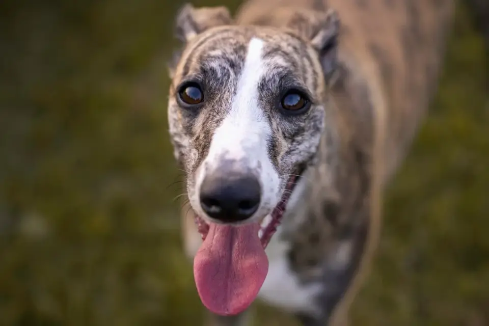 Dog panting outdoors
