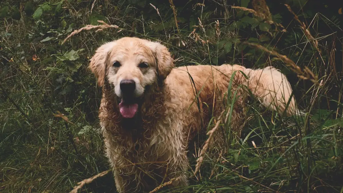 Dog panting outdoors