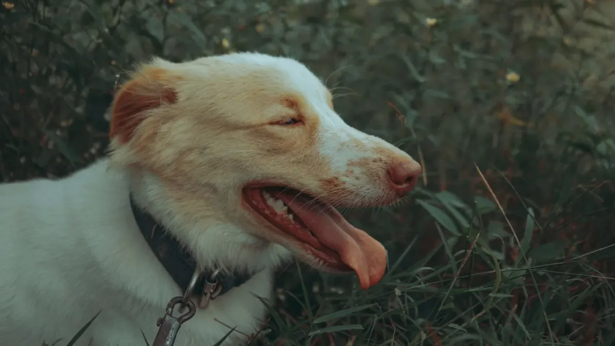 Dog panting outdoors