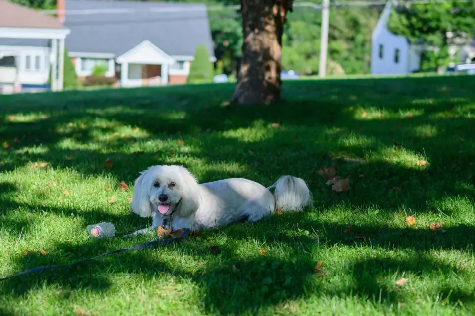 Dog panting outdoors