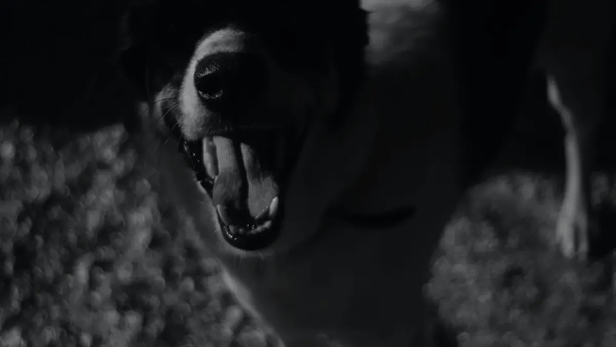 Dog panting outdoors
