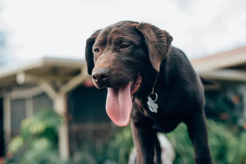 Dog panting outdoors