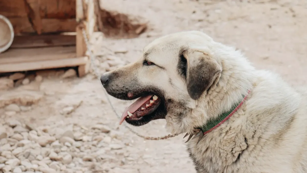 Dog panting outdoors